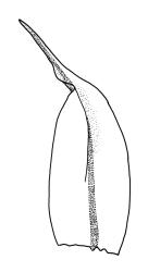 Macromitrium orthophyllum, stem leaf.
 Image: R.C. Wagstaff © All rights reserved. Redrawn with permission from Vitt (1983). 